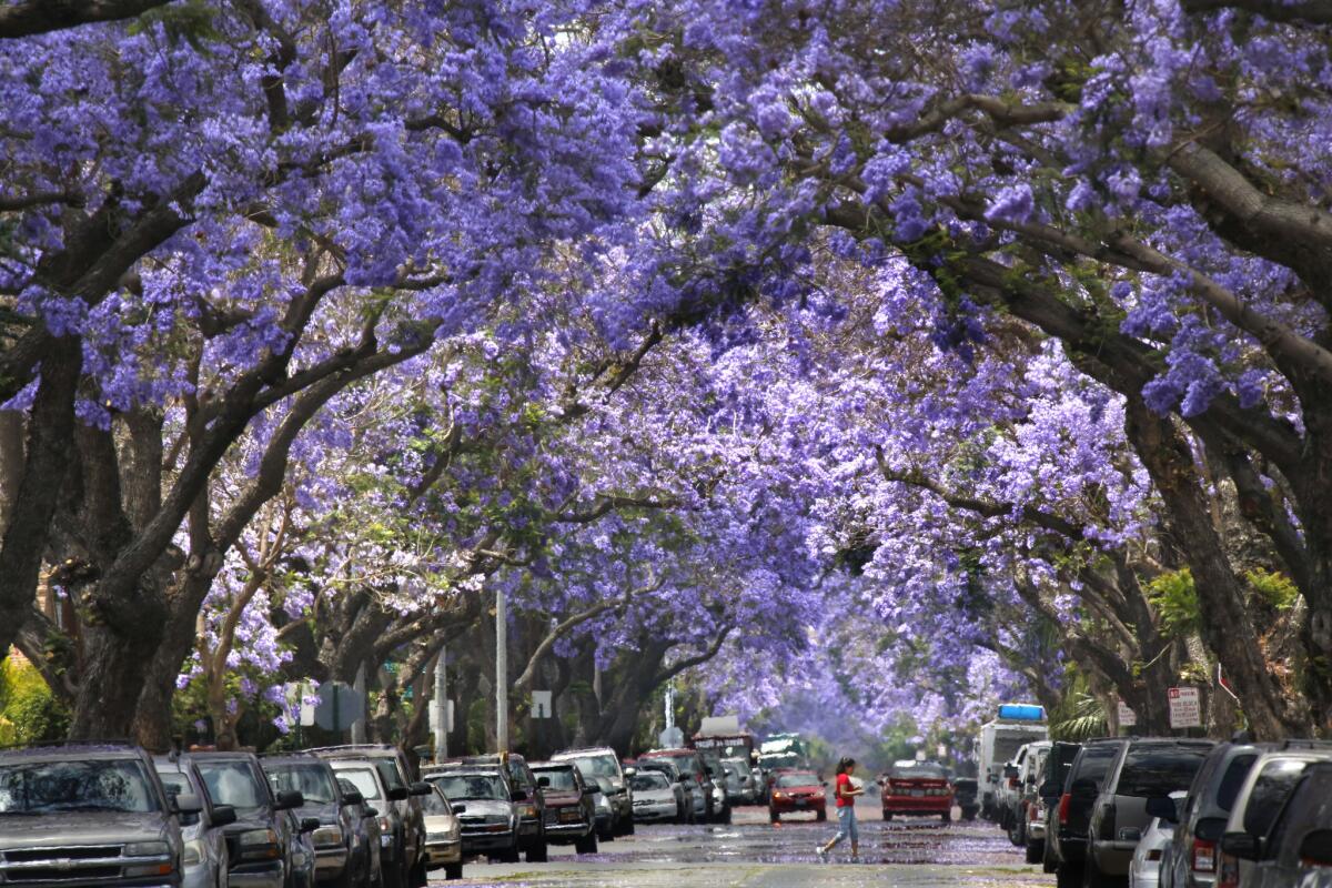 Jacaranda blossoms create a purple canopy along 1 1/2 miles of Myrtle Street in Santa Ana in this June 2013 photo. Pity all those windshields.