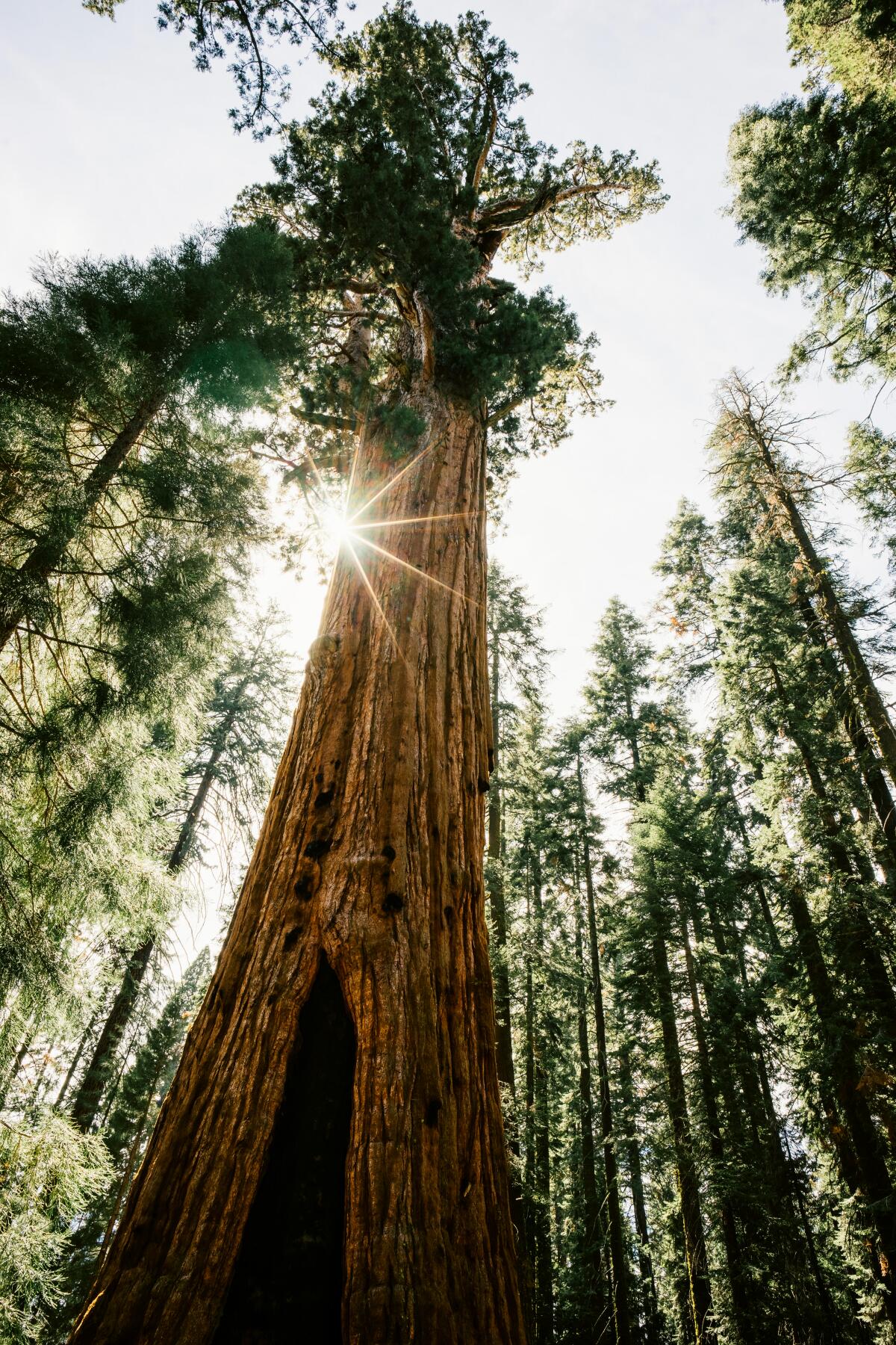 General Sherman Tree in Sequoia National Park, Calif., is 275 feet tall and more than 36 feet in diameter.