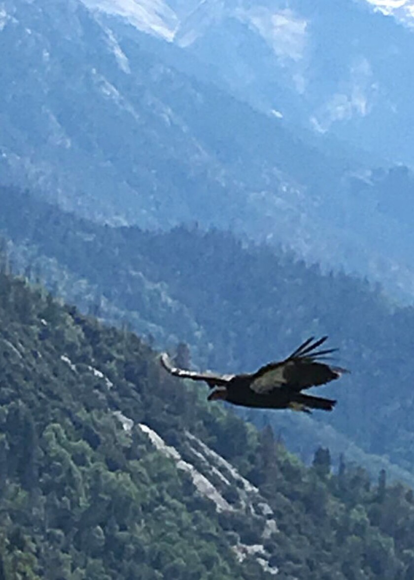 Endangered California condors were spotted near the Giant Forest at Sequoia National Park