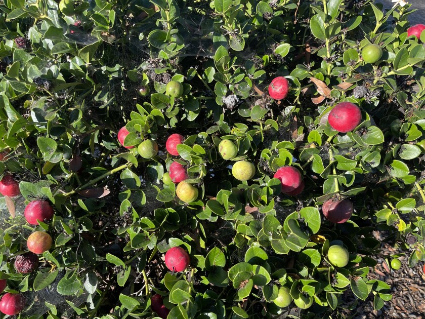 The Natal plum plant grows all over Southern California, especially in San Diego, generally planted as an ornamental hedge.