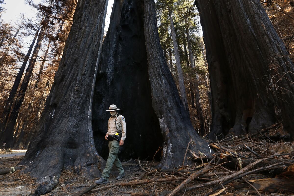 A State Parks ranger walks by fire-damaged redwoods in Big Basin Redwoods State Park.