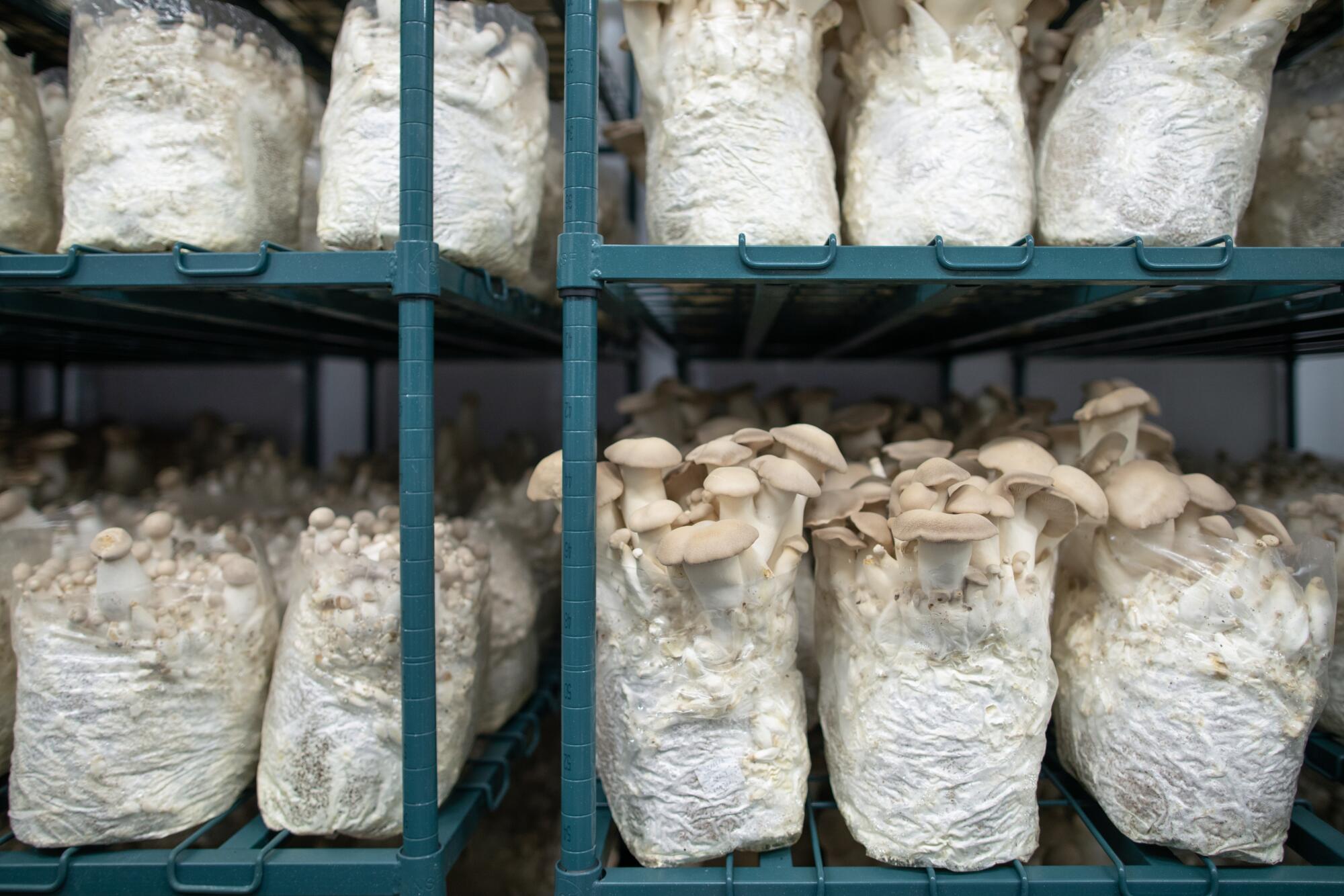 Fresh Straw Mushrooms, At the Graham Street Market in Hong …