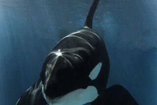 Nakai, an orca that was born in September 2001 at SeaWorld San Diego, died from an infection Thursday.