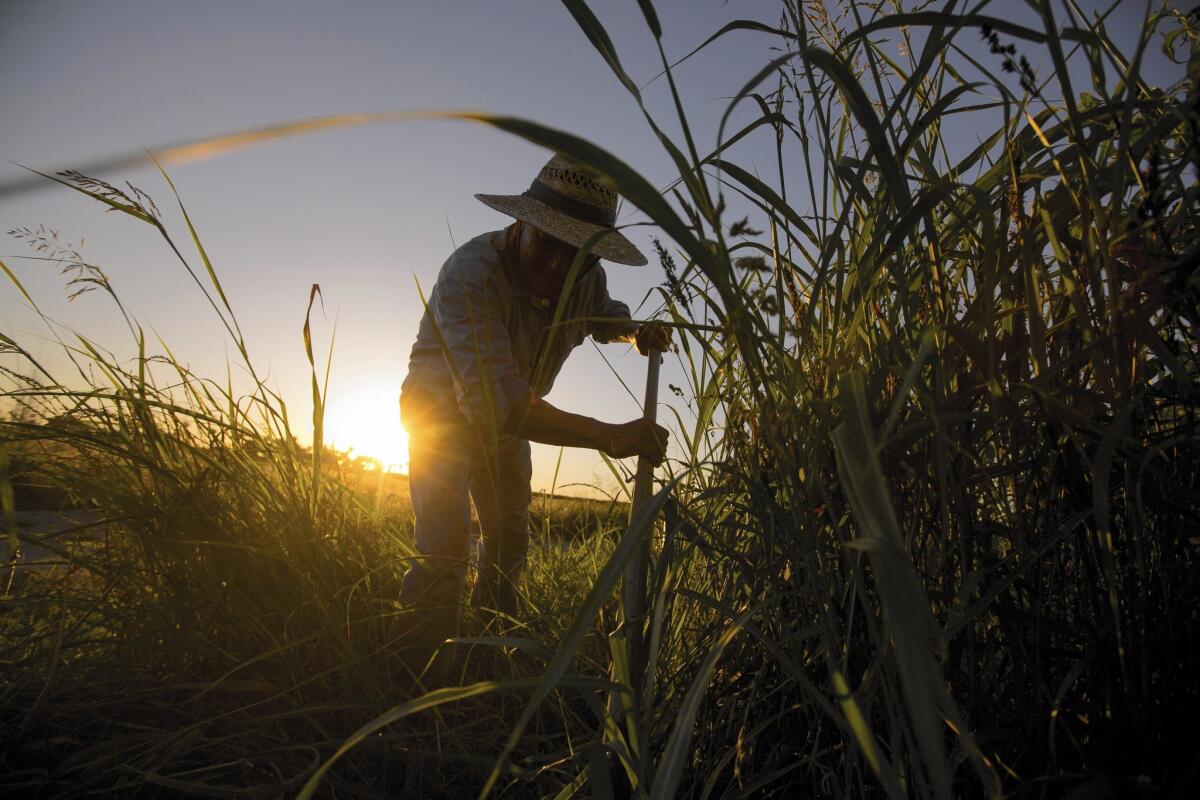 David "Mas" Masumoto, who produces “organic, ugly, fabulous” Gold Dust peaches and Rose Diamond nectarines on his 80-acre farm south of Fresno, clears irrigations lines for his peach trees.