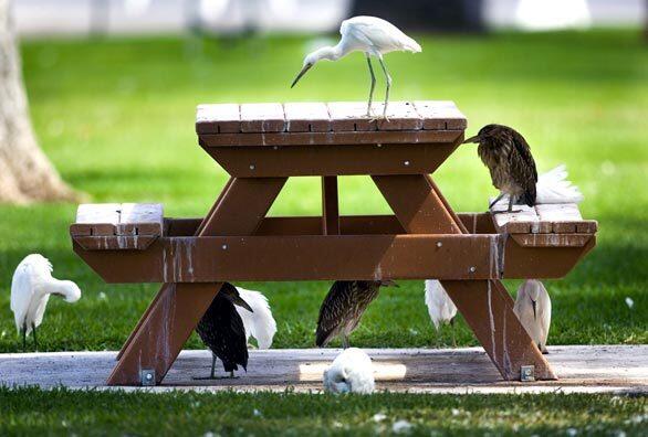 Snowy egrets and juvenile black-crowned night herons take over a picnic table in Memorial Park at the center of Willows. The small Northern California city, about 90 miles from Sacramento, has been plagued by migratory boards for the last three years.