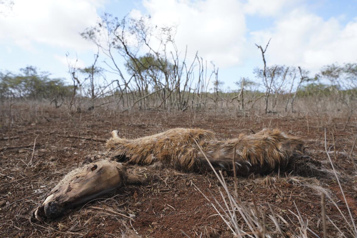Dead axis deer lies in a field on the island of Molokai in Hawaii.