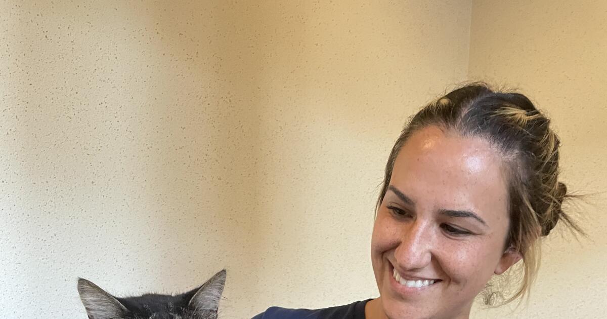 Kitten who was rescued from San Diego-Coronado Bridge has new home, new  name - The San Diego Union-Tribune
