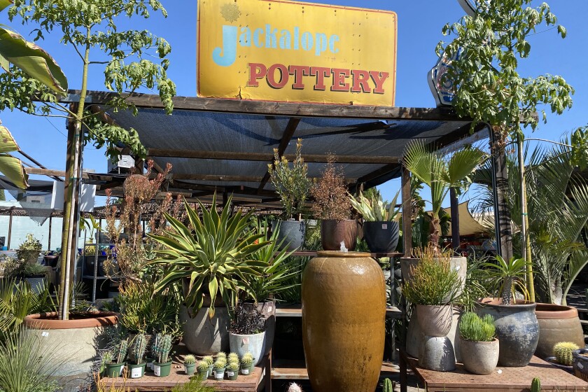 Pots of plants outdoors