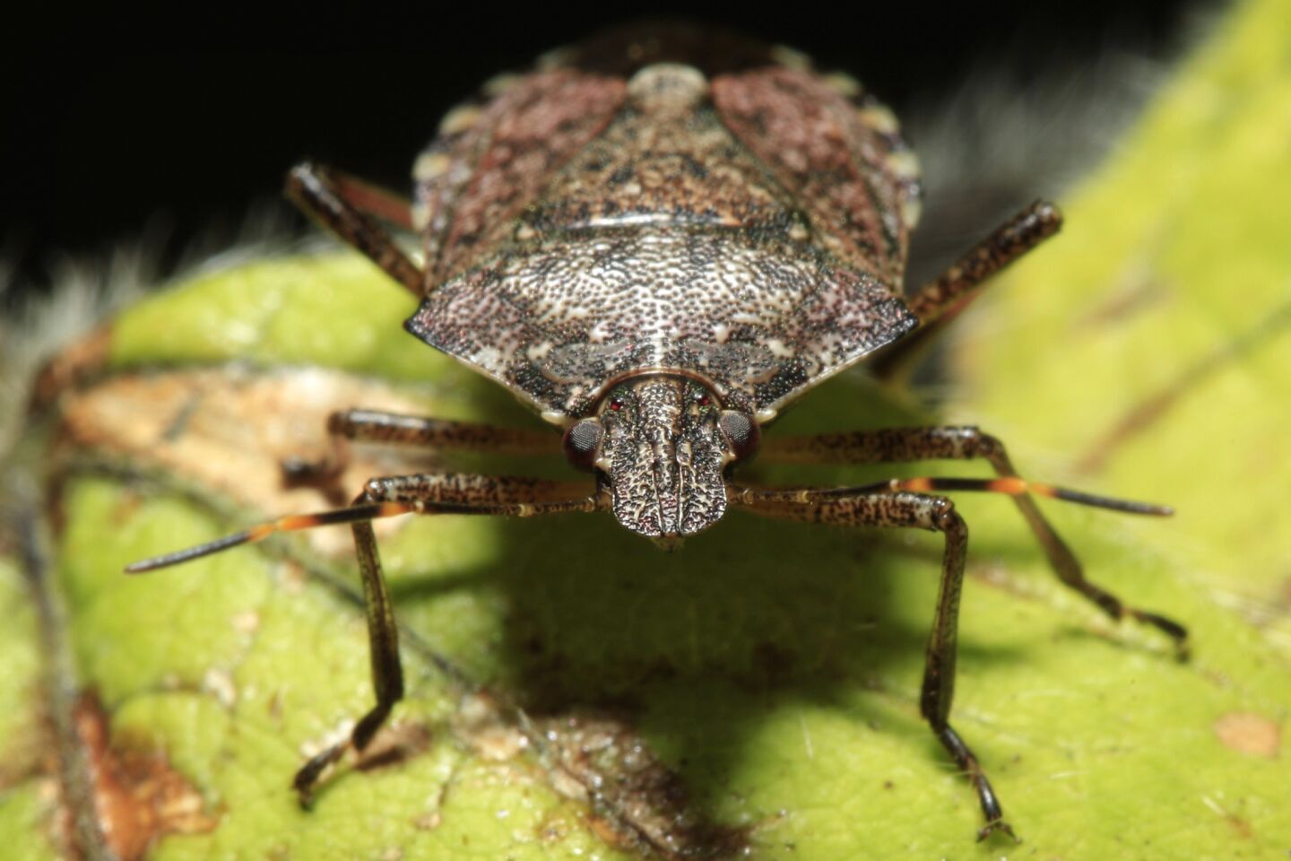 A brown marmorated stink bug. The bug caused millions of dollars in damages to crops in the mid-Atlantic region in 2011.