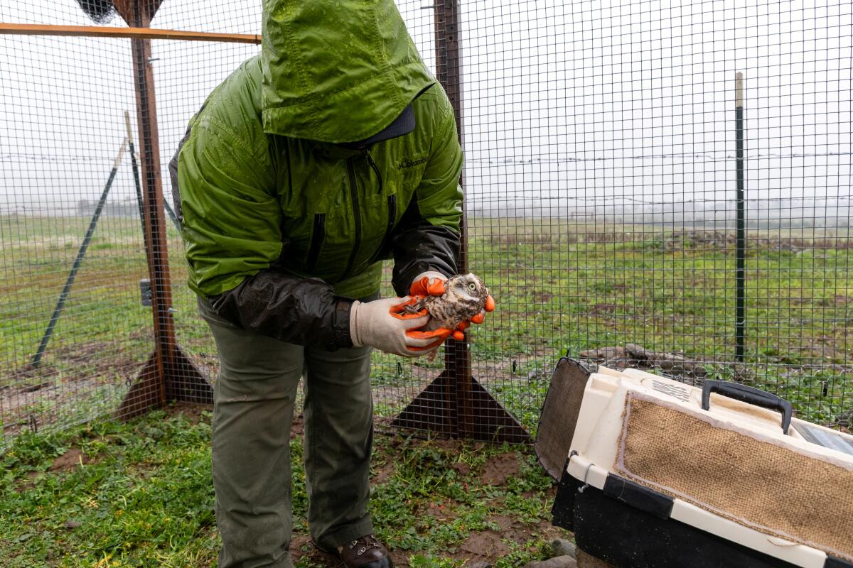 Colleen Wisinski releases a burrowing owl into a habitat at the Ramona Grasslands Preserve