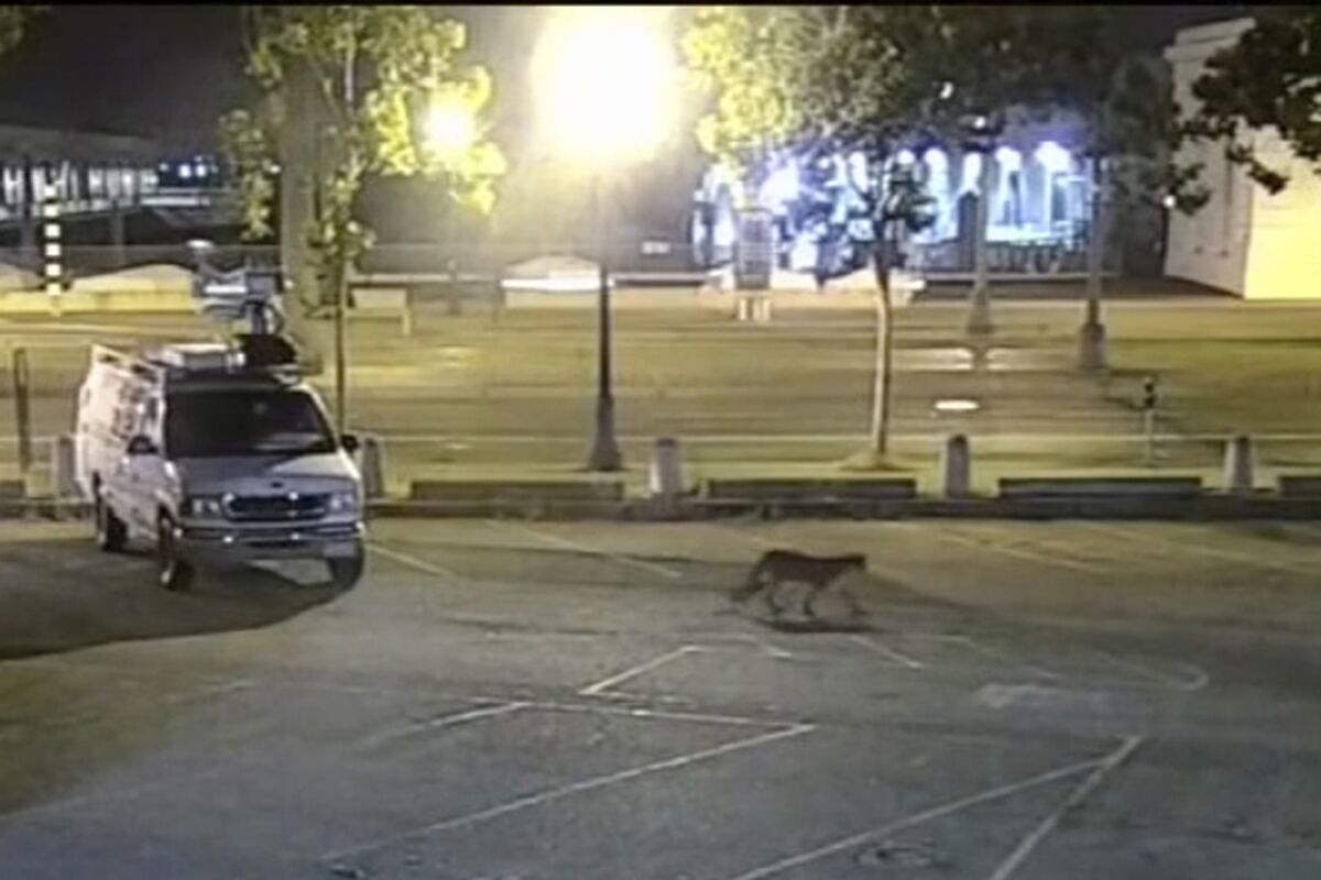 Surveillance camera video shows a young mountain lion wandering through the station's parking lot in San Francisco. 