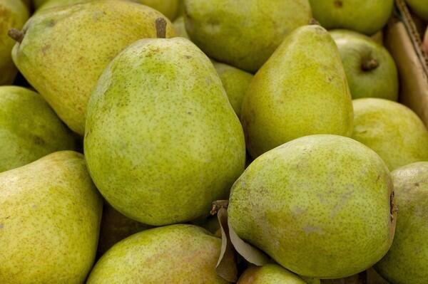 Anjou pears