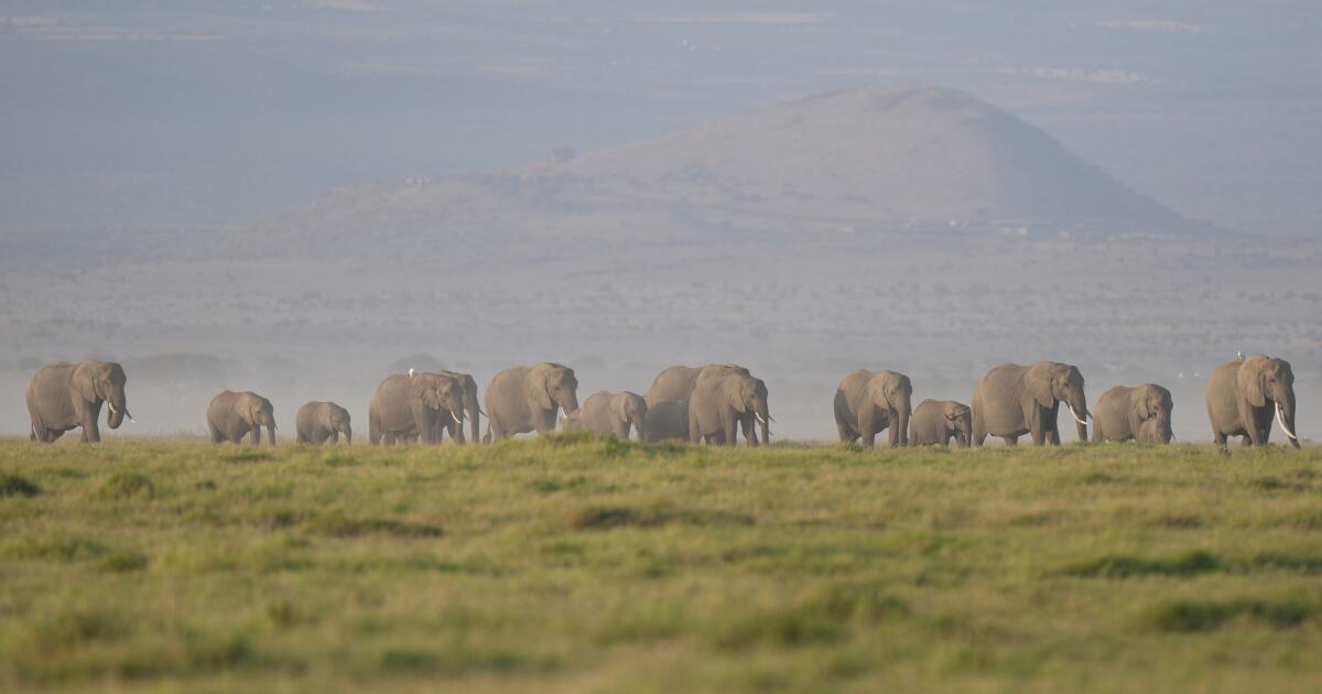 Letters to the Editor: The merciless poisoning of magnificent wild elephants is ‘horrendous’ Letters to the Editor: The merciless poisoning of magnificent wild elephants is ‘horrendous’