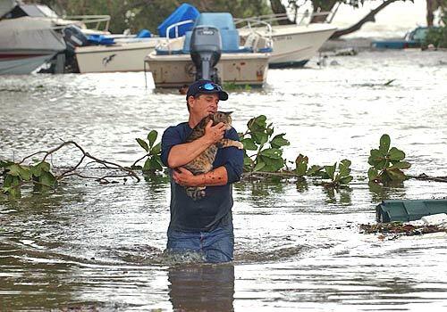 Cat rescue