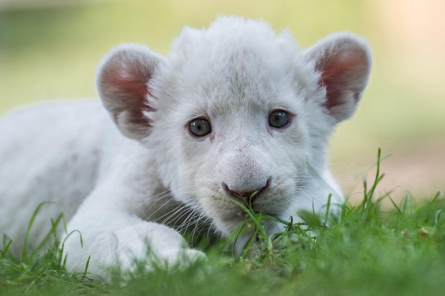 Zahra, a four-week-old female white lion cub rests in her enlosure in Magan Zoo, a privately owned animal park, in Felsolajos, Hungary, on June 30, 2016. Zahra, who was born into a litter of four, was rejected by her mother because of an infectious disease.