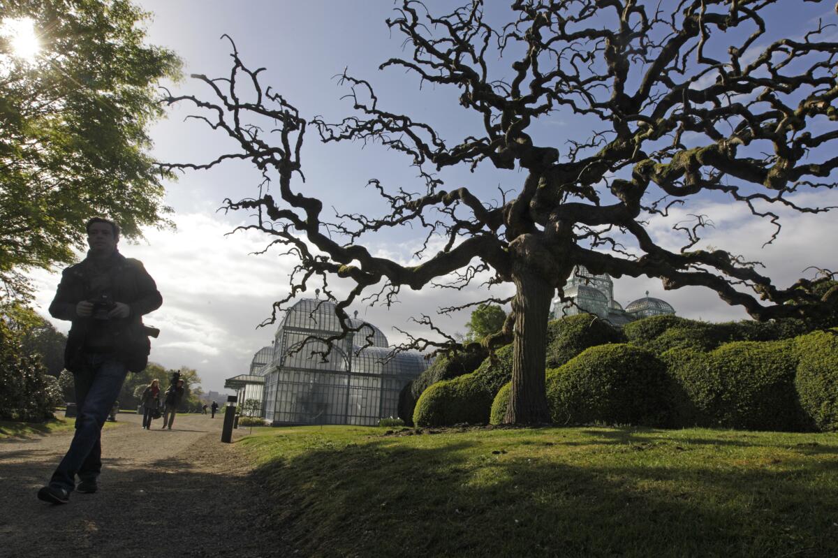 FILE - In this Friday, April 18, 2014 file photo, a photographer walks next to a Japanese Pagoda tree next to the Royal greenhouses on the grounds of the Royal Palace in Laeken, Belgium. In a pandemic time rife with restrictions, demands to respect social distancing have become quasi impossible to respect in public parks. One family in town though, has a lush garden all its own and ever more voices are being raised that the Royal Family of King Philippe should loosen up and open up at least part of their Park of Laeken to the public. (AP Photo/Yves Logghe, File)