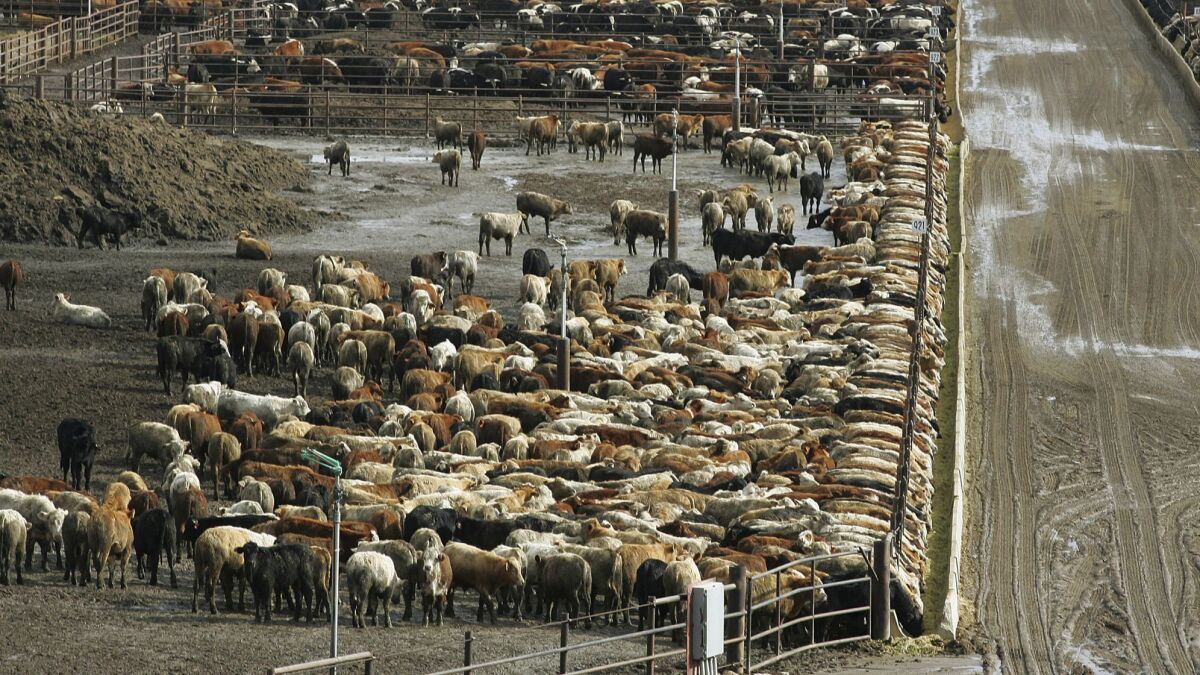 Cattle on Harris Ranch farms in Coalinga, Calif., in 2008. Harris Ranch Beef Holding Co. is being sold to Hanford-based Central Valley Meat Co. The companies will operate independently under the combined ownership of Central Valley Meat Holding Co.