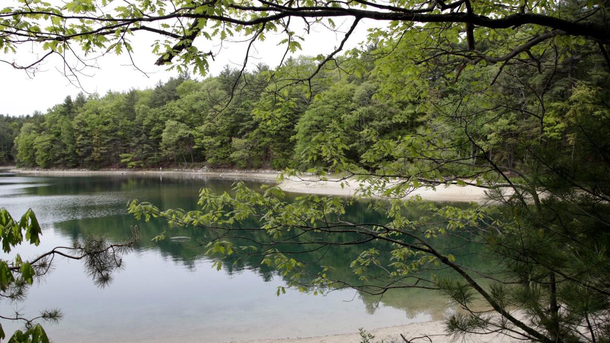 A view of Walden Pond on May 23 in Concord, Mass. Henry David Thoreau spent two years there in solitude and reflection.