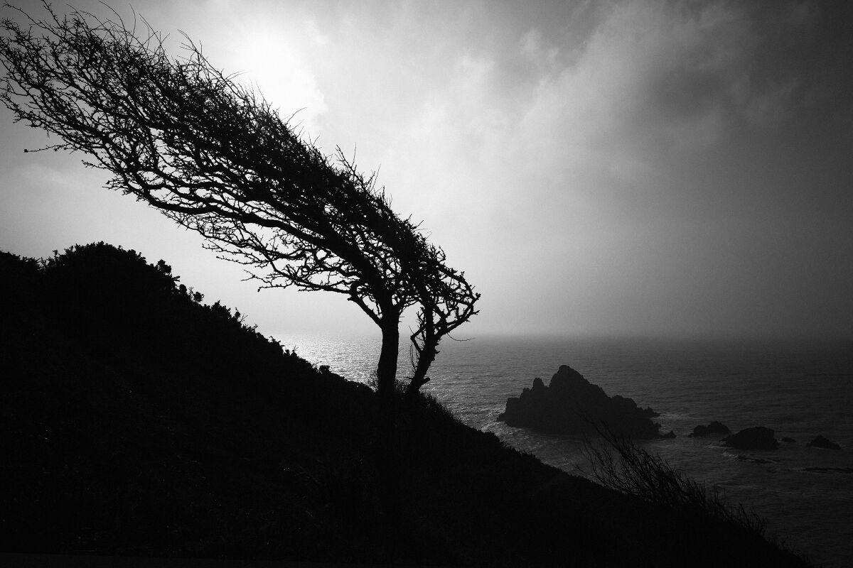 O fotografie alb-negru a unui copac sterp pe o stâncă de lângă ocean, dintr-o carte a lui Roger Dickens "drum lateral."