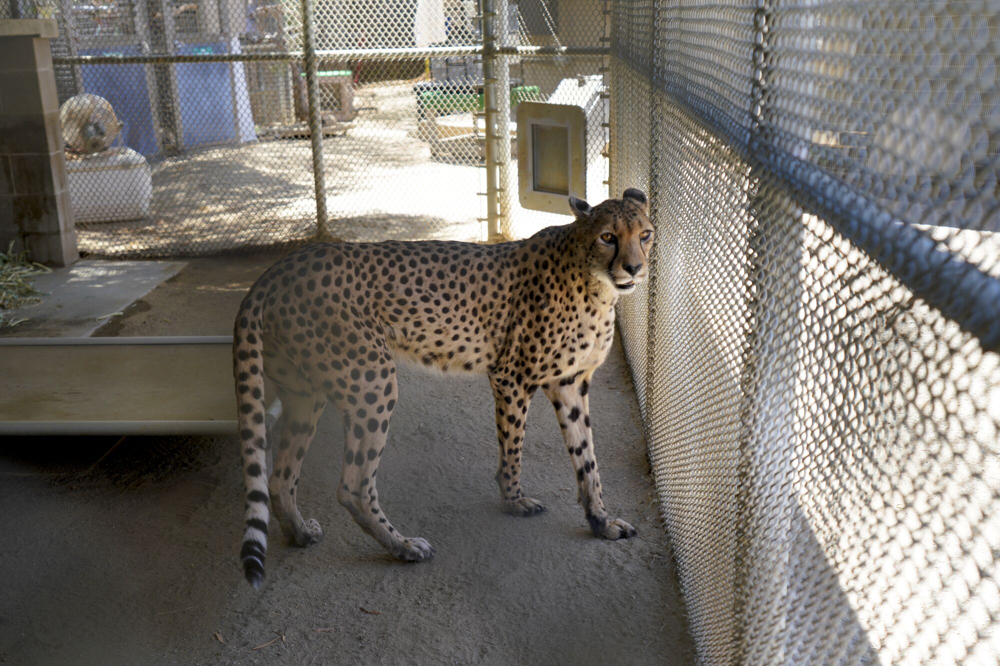 A cheetah is shown