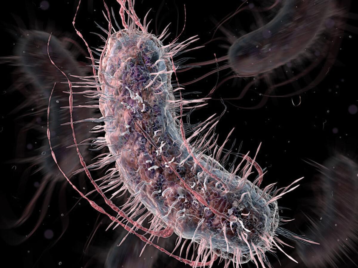 E. coli has come a long way from sickening people at picnics. The authors of two separate studies have reengineered the humble bacterium, shown here, to detect cancerous tumors in the liver and the spilling of sugar into urine--both without so much as a pinprick.