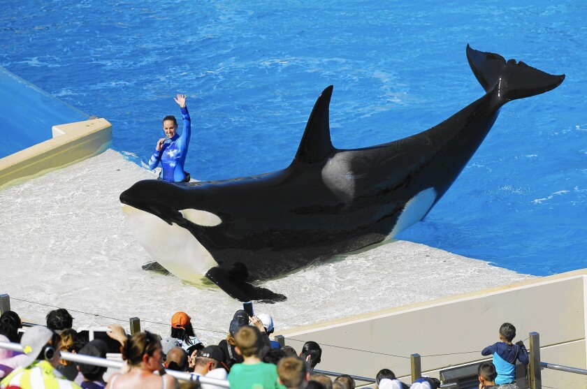 People for the Ethical Treatment of Animals wants SeaWorld San Diego to send its marine animals to “seaside sanctuaries.” Above, an orca performs at the park.