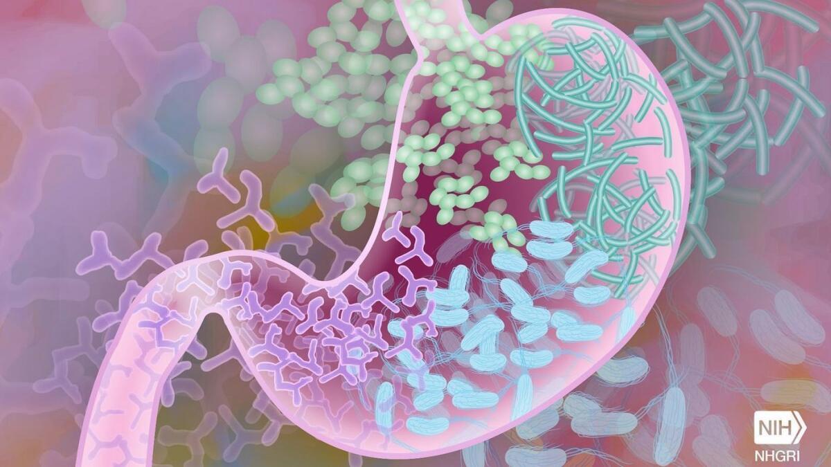 Una nueva investigación sugiere que una disminución en una bacteria beneficiosa en el intestino podría ser responsable del aumento en la resistencia a la insulina comúnmente asociada con el proceso de envejecimiento.