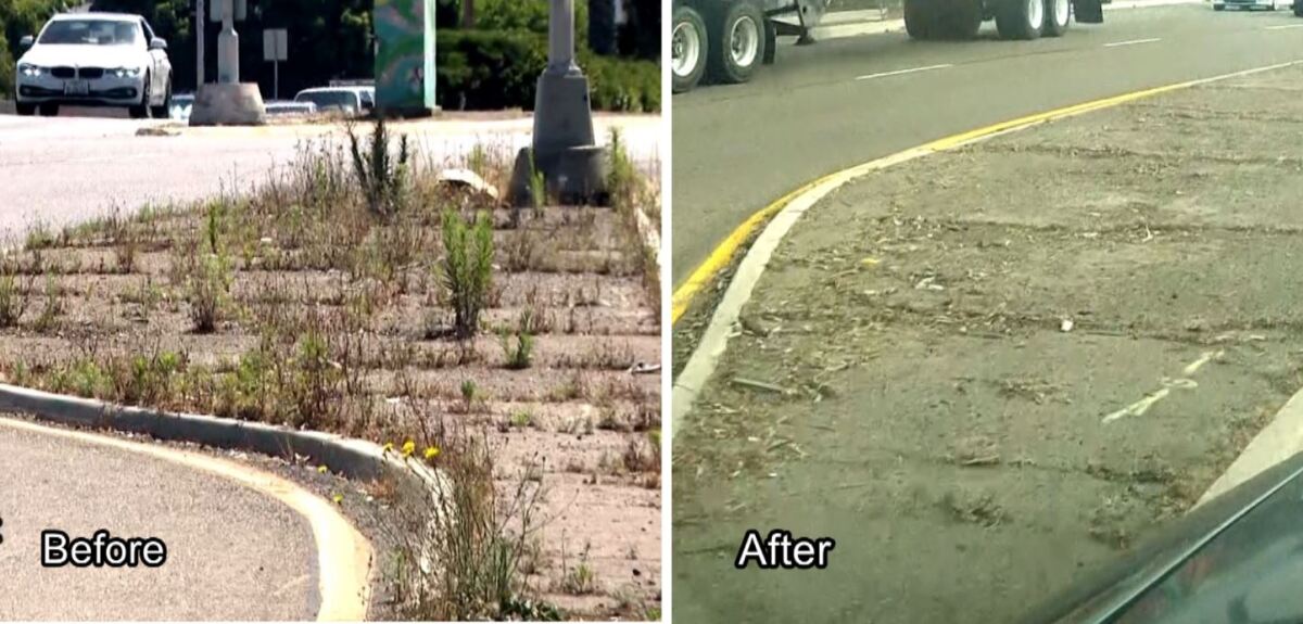 A traffic median at the Balboa Avenue split in Pacific Beach before and after the Town Council cut the weeds.