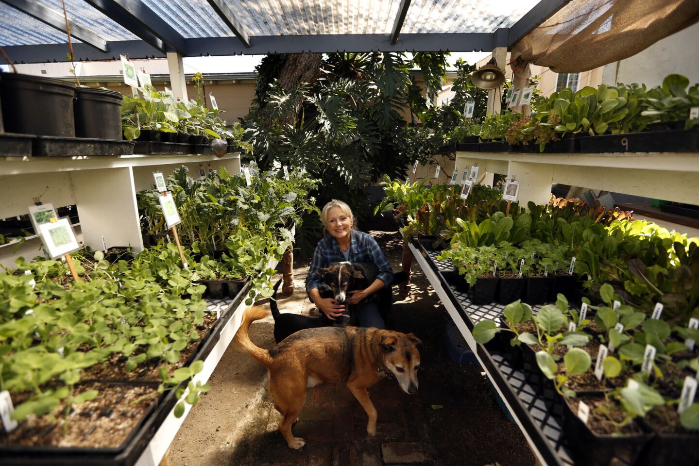 Jo Anne Trigo, co-owner of Two Dog Organic Nursery, rests in the middle of rows of tomato plants with her dogs Lalo, foreground, Jake and Charlie in back of her home.