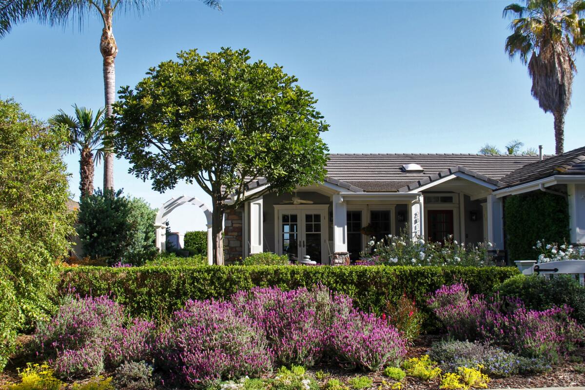 Purple bushes line a front yard.