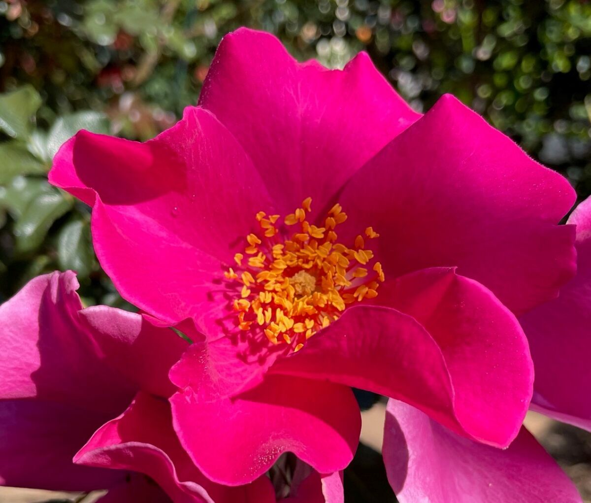 The ‘Playgirl’ rose, with deep pink petals and gold stamen, has a single bloom, with four to eight petals.