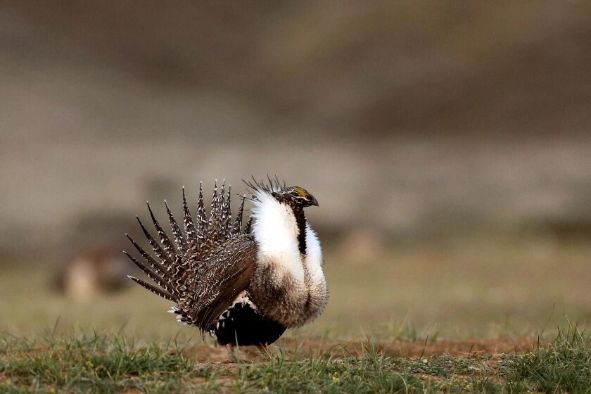 FILE - A male sage grouse struts in the early morning hours outside Baggs, Wyo., on April 22, 2015. A federal judge on Friday, June 2, 2023, yanked the U.S. government's approval for a phosphate mining project in southeastern Idaho. The decision comes five months after the judge ruled the U.S. Bureau of Land Management violated environmental laws when it approved the Caldwell Canyon Mine in 2019. Those include a failure to consider the indirect impact of processing ore at a nearby plant and the impact on sage grouse. (Dan Cepeda/The Casper Star-Tribune via AP)