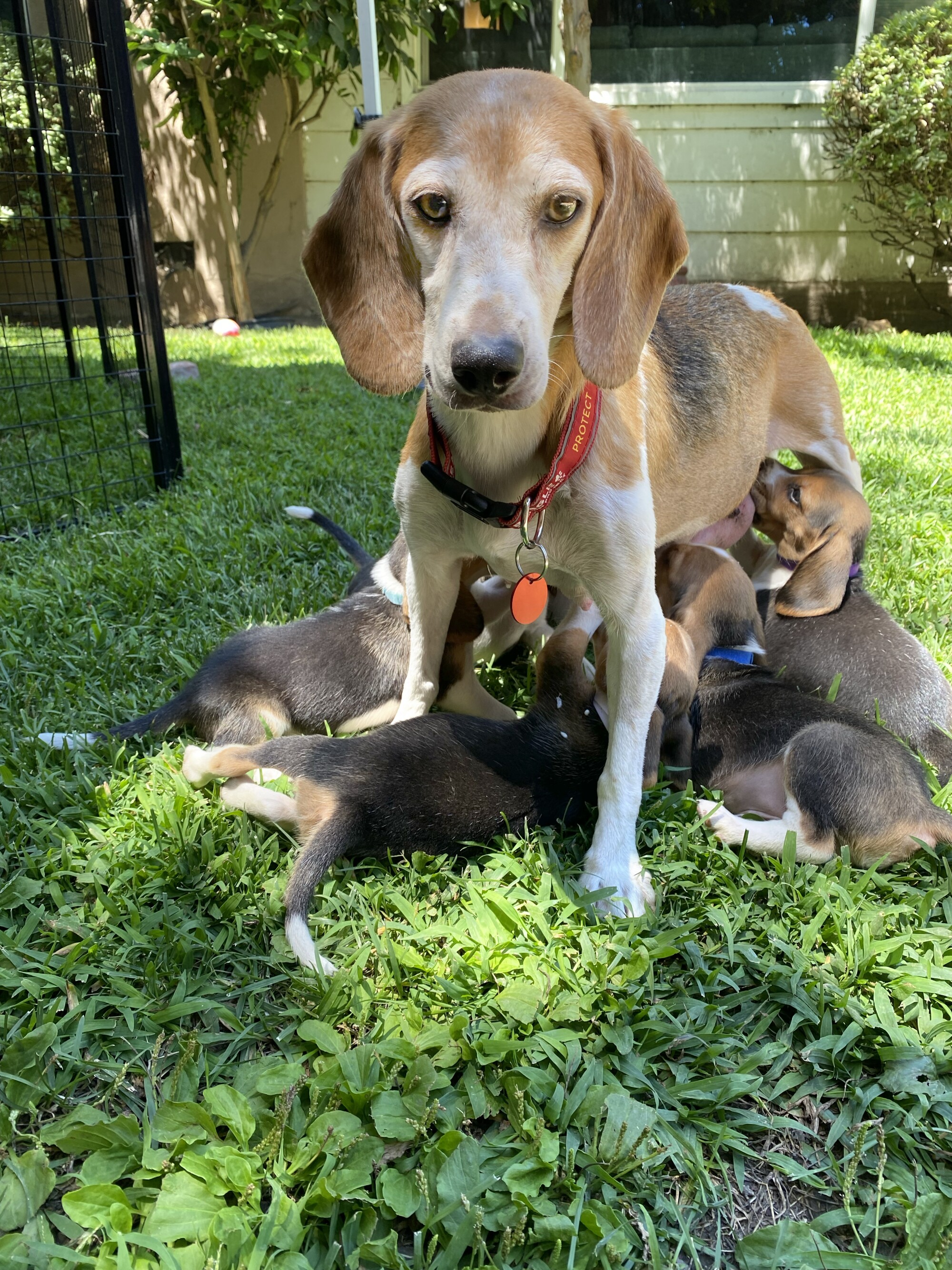 The beagle Mamma Mia feeds her puppies.
