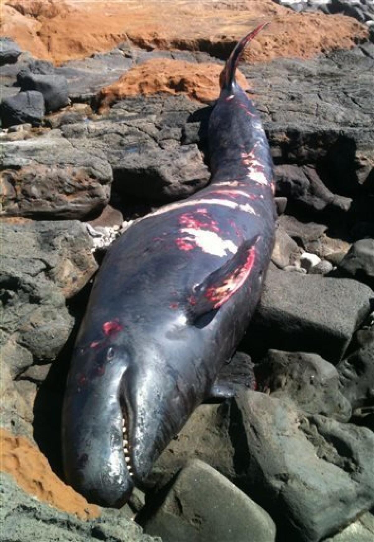 Necropsy finds 5 fish hooks in dolphin in Hawaii - The San Diego  Union-Tribune