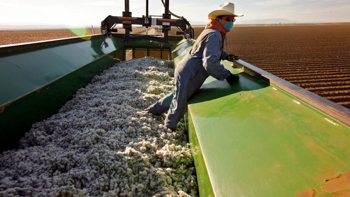 Martine Ledesma operates a "crustbuster" that compresses cotton into giant modules for handling at the Stone Land Company in Stratford, Calif.