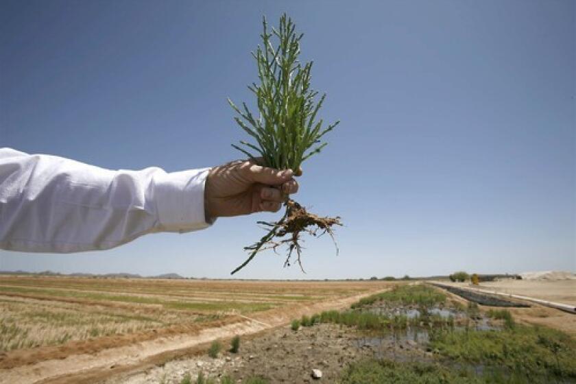 Carl Hodges holds a salicornia plant, a saltwater-tolerant species that he hopes will eventually be used to provide food and biofuel for millions of people in places where good soil and fresh water are in short supply.