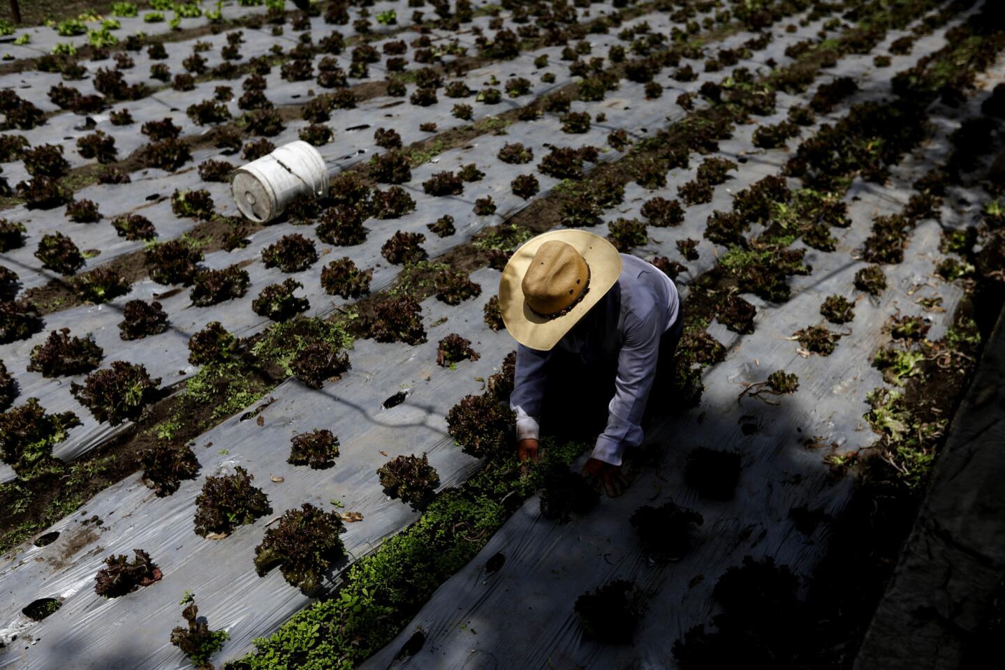 Recovery efforts in Xochimilco