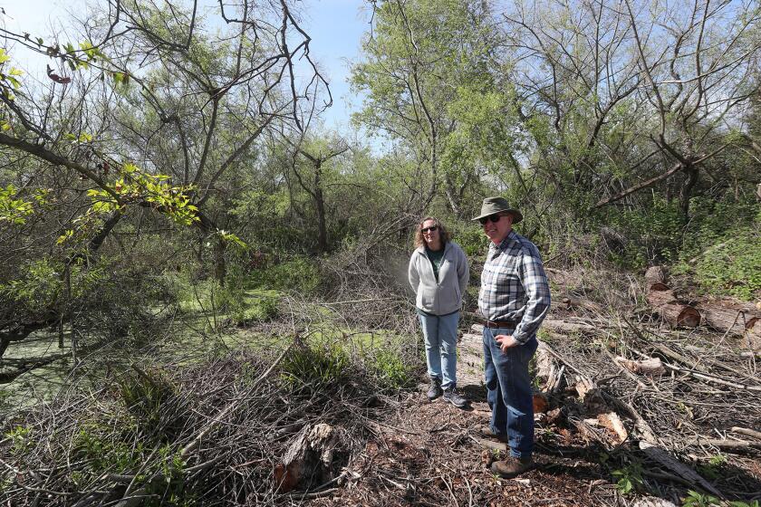Melanie Bergland and John Skandura of the Friends of Shipley Nature Center board, vice-president and president, stand in the flood damaged, overgrown corner acres of Shipley Nature Center that will benefit from a California Habitat Conservation Grant Program to improve the area.