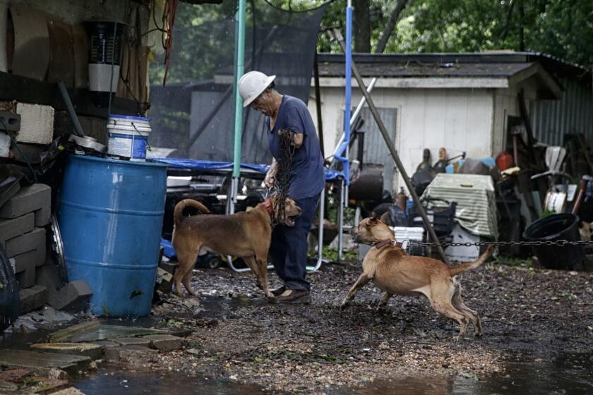 RICHMOND, TEXAS, MONDAY, AUGUST 28, 2017 - Antonio Garcia, 61, struggles to corral his dogs as he prepares to load them into his truck and evacuate his home on the banks of the rising Brazos River. (Robert Gauthier/Los Angeles Times)