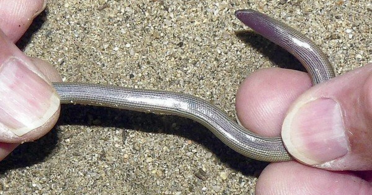 Four new legless lizard species discovered in California - Los Angeles