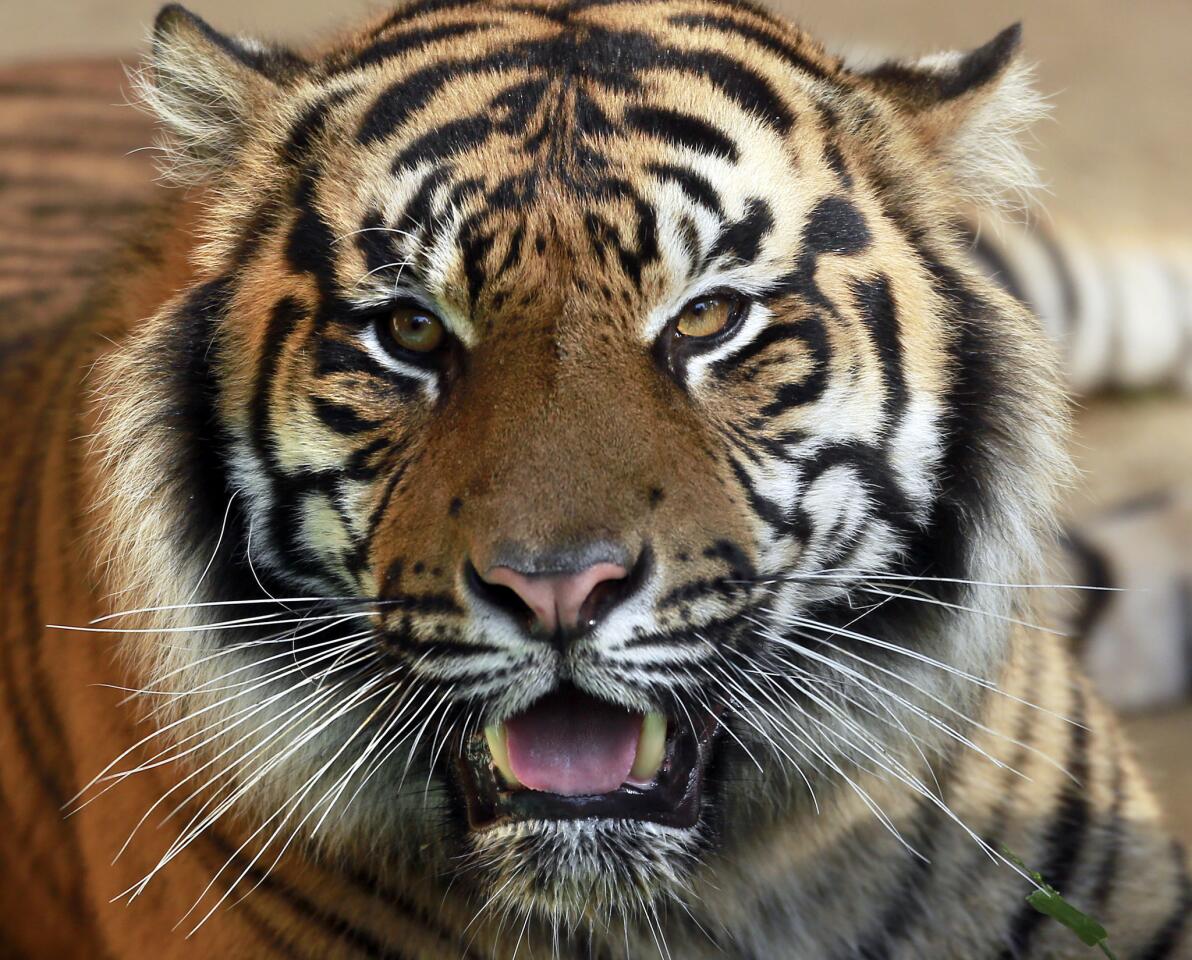 Castro Junior, or CJ, a 250-pound Sumatran tiger who came from the Sacramento Zoo, makes his debut Friday at the Los Angeles Zoo.