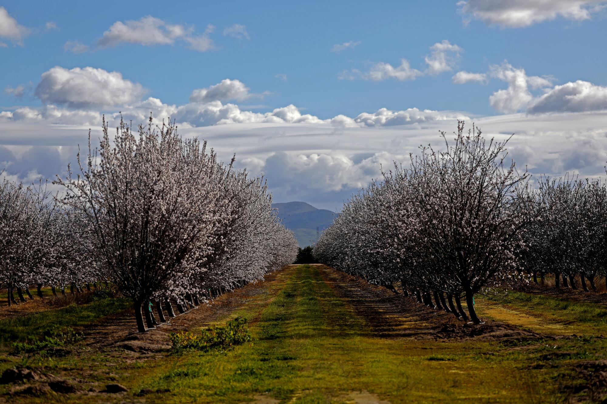 Blooming almond orchards spread out near the Tombstone neighborhood in unincorporated Fresno County