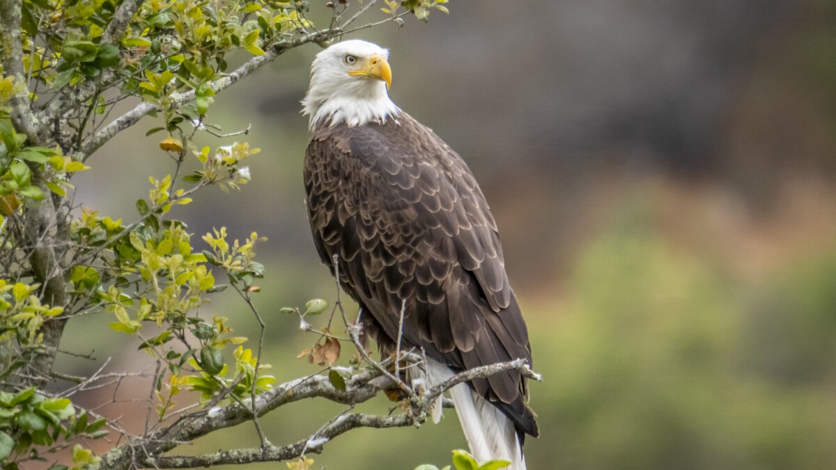 Nesting Bald Eagles A Rare Sight In San Diego The San