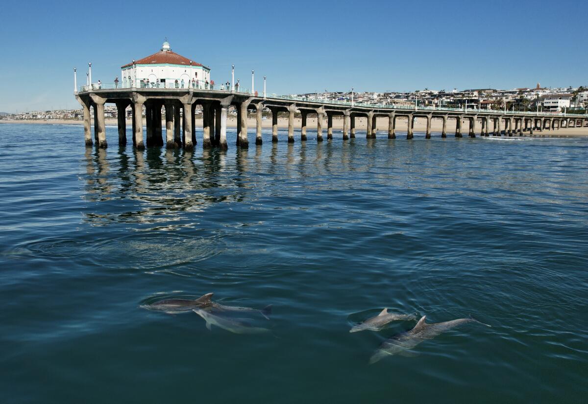 Dolphins swim beneath the surface of the water beyond a pier