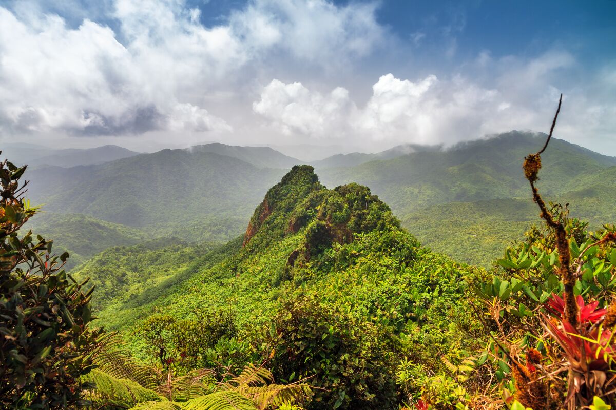 A lush rainforest view is seen at El Yunque National Forest in Puerto Rico.