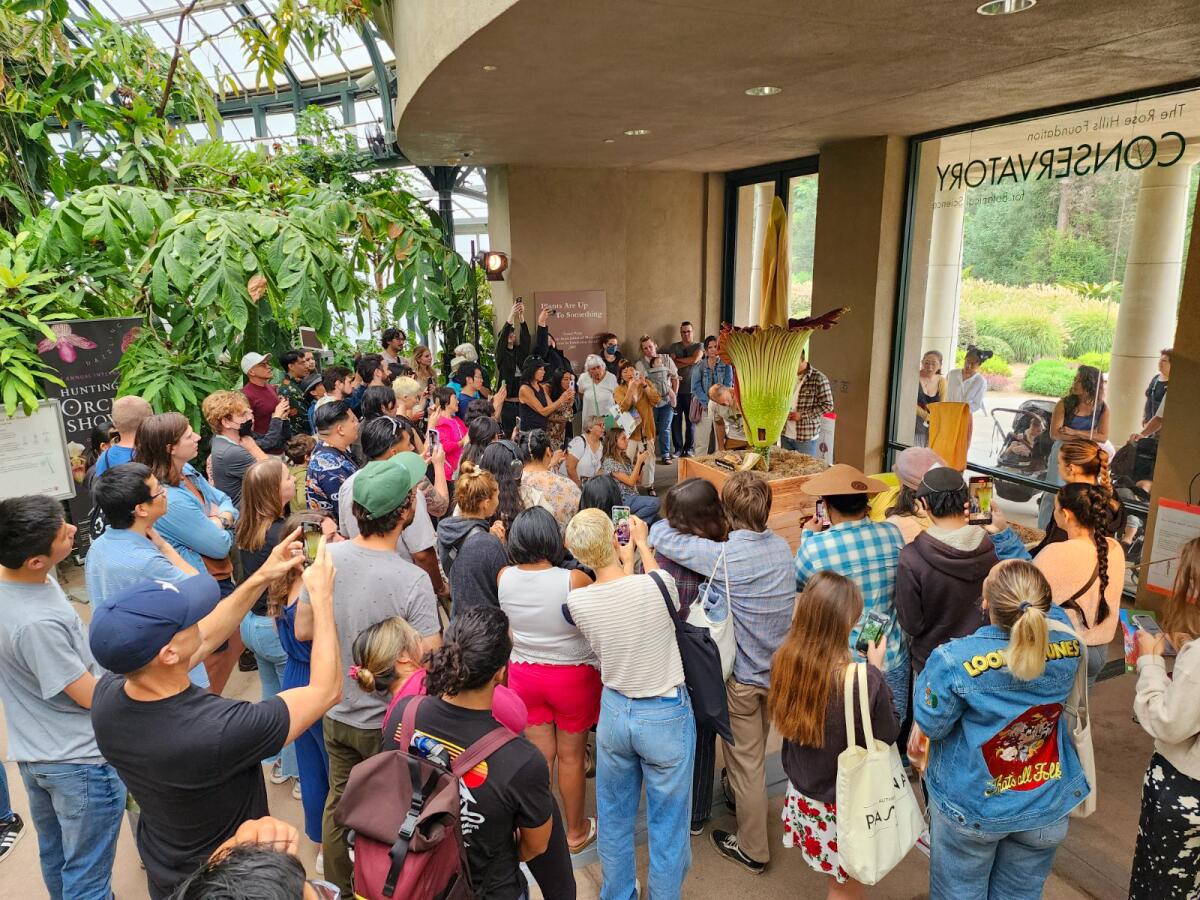 A crowd of people gaping at a blooming corpse flower. 