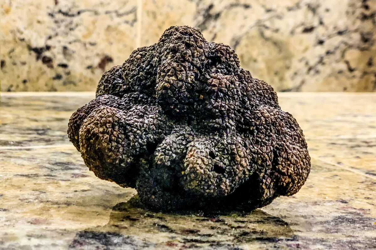 A 5.2-ounce black Perigord truffle found in Geyserville, California.
