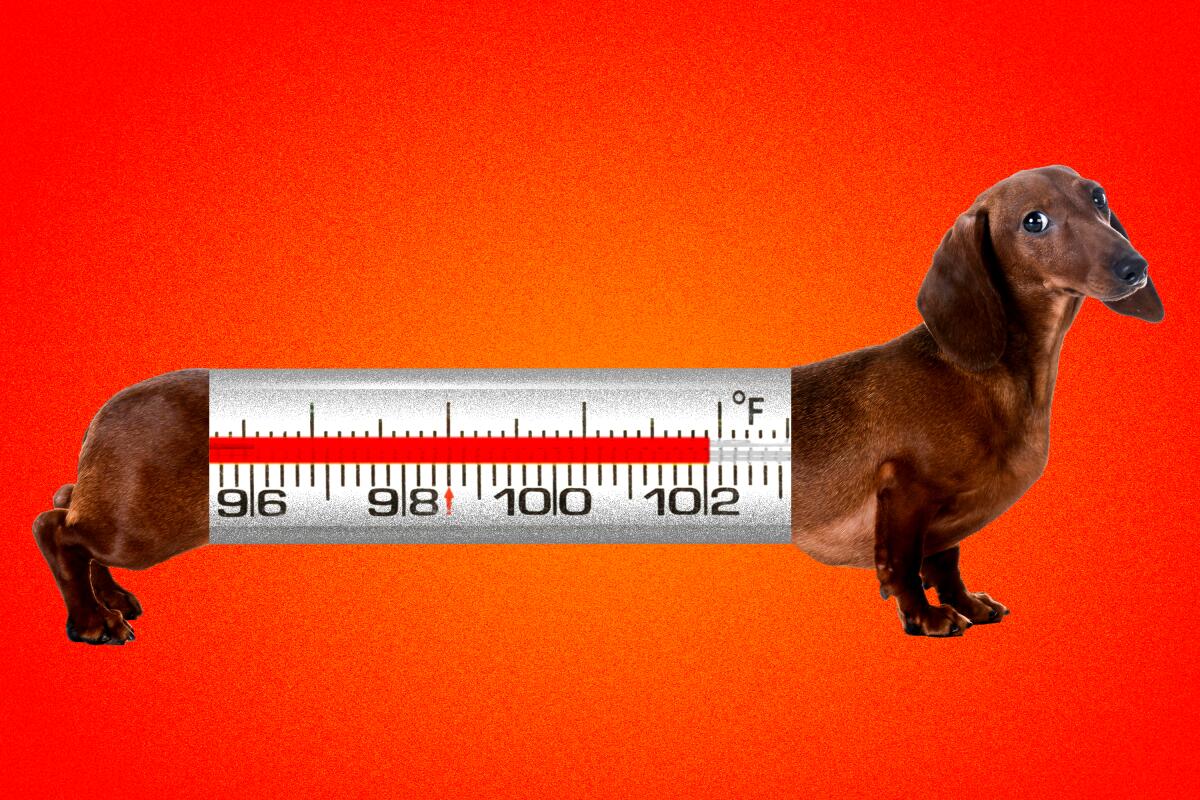 Photo illustration of a dachshund with a glass thermometer reading 102 degrees in its middle.