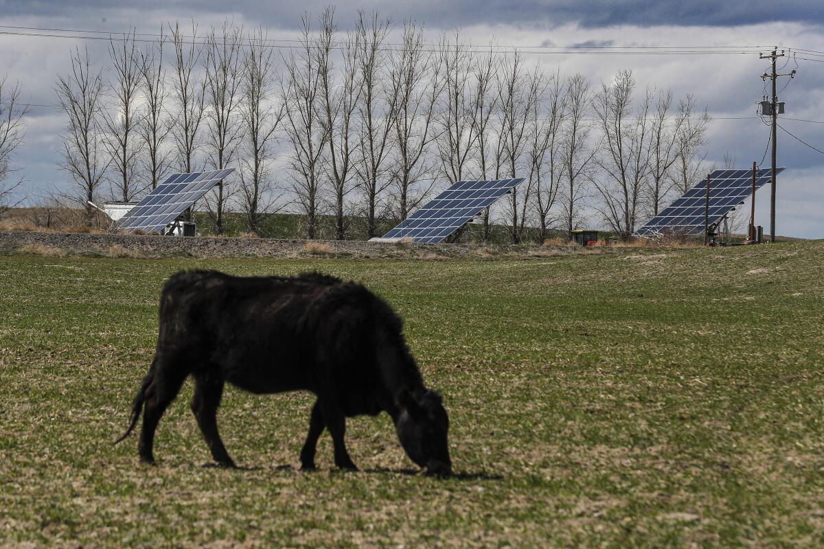 A cow grazes in front of solar panels on Russ Schiermeier's farm in southern Idaho in April.