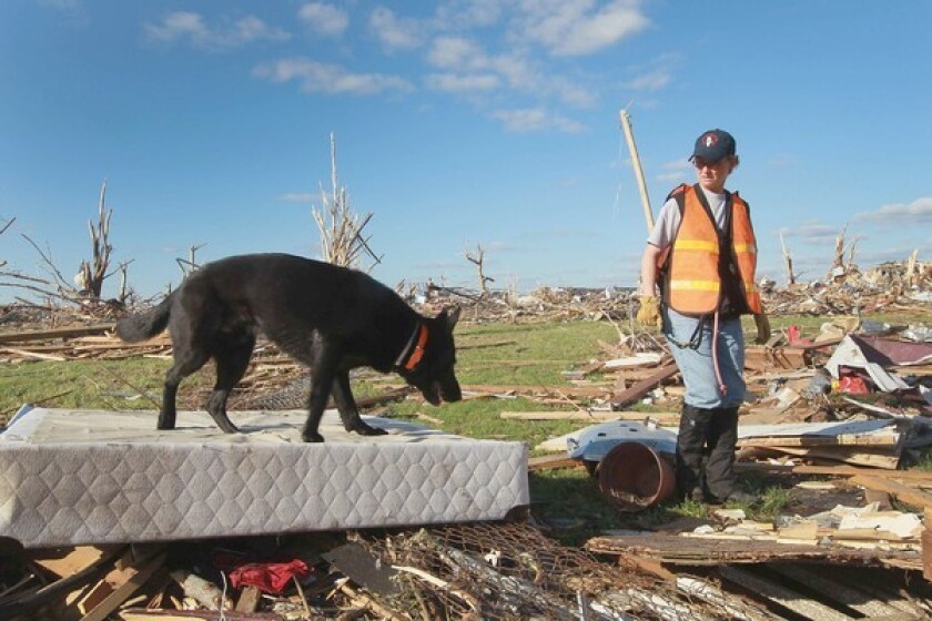 A search and rescue team uses a dog to search for possible victims of the massive tornado that passed through Joplin, Missouri in May 2011.